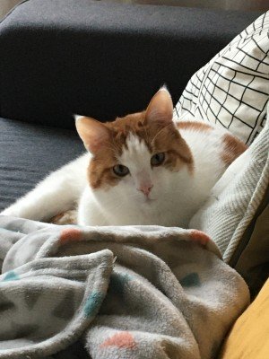 Gijs