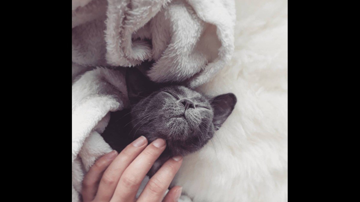 Muis