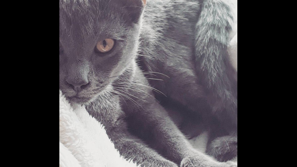 Muis