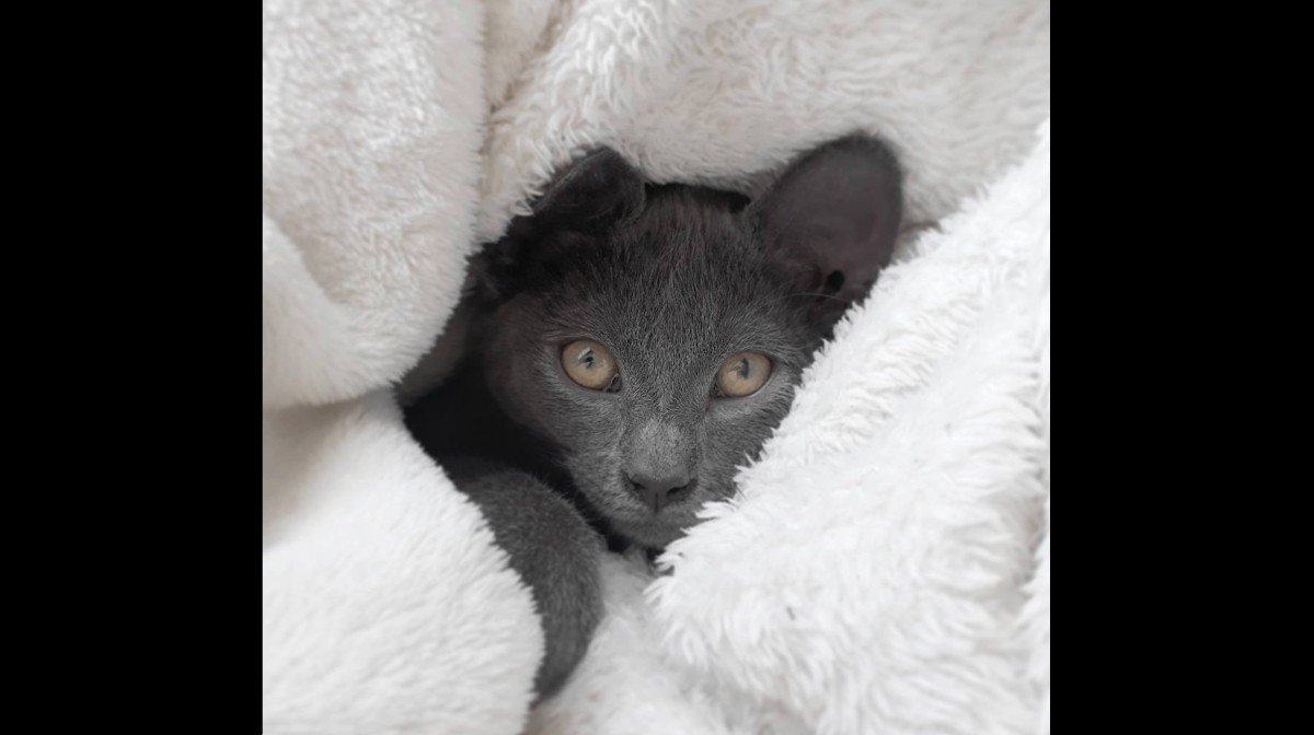 Muis