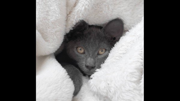 Muis