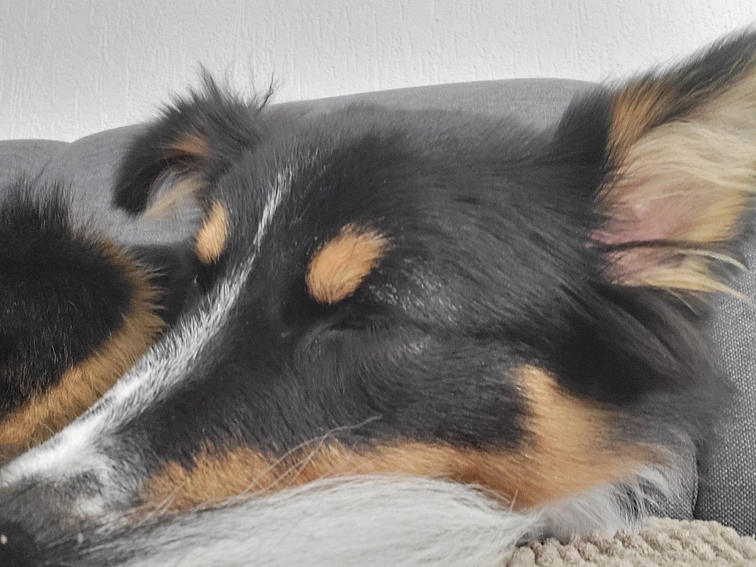 Benji