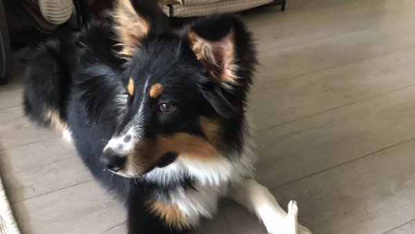 Benji