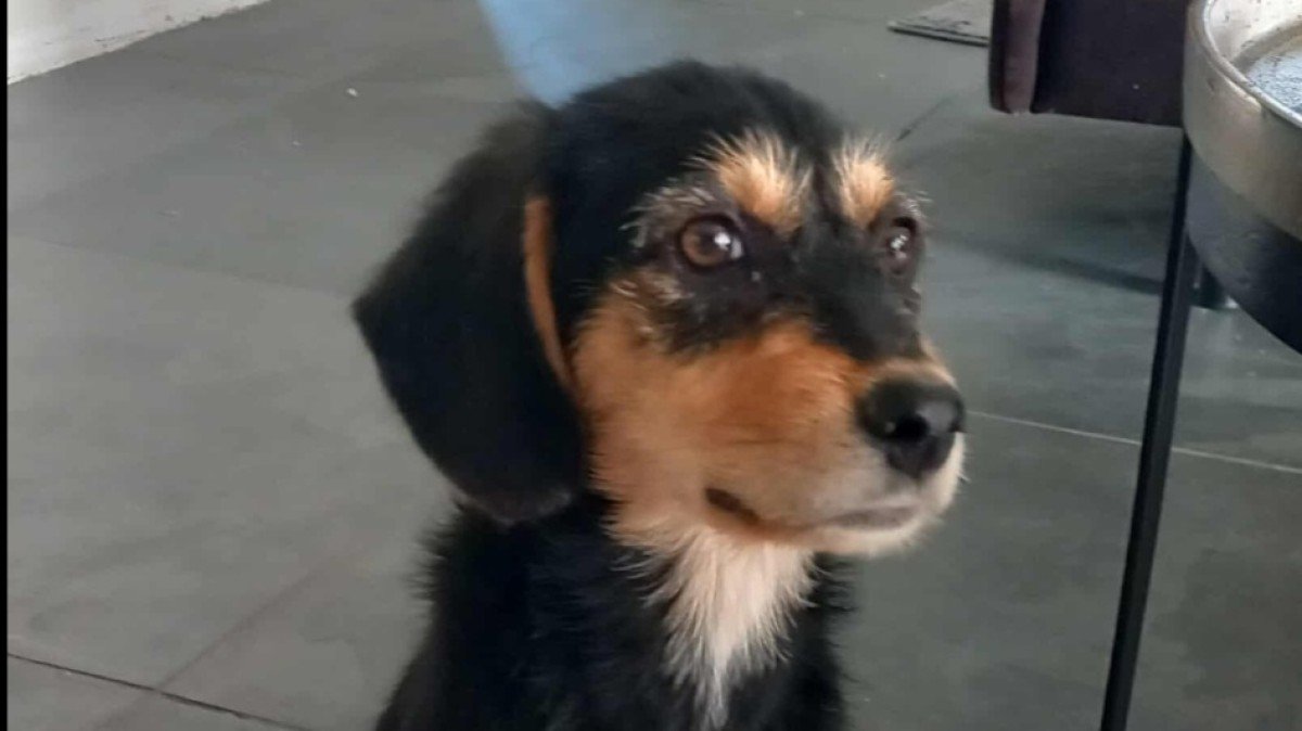 Sadie