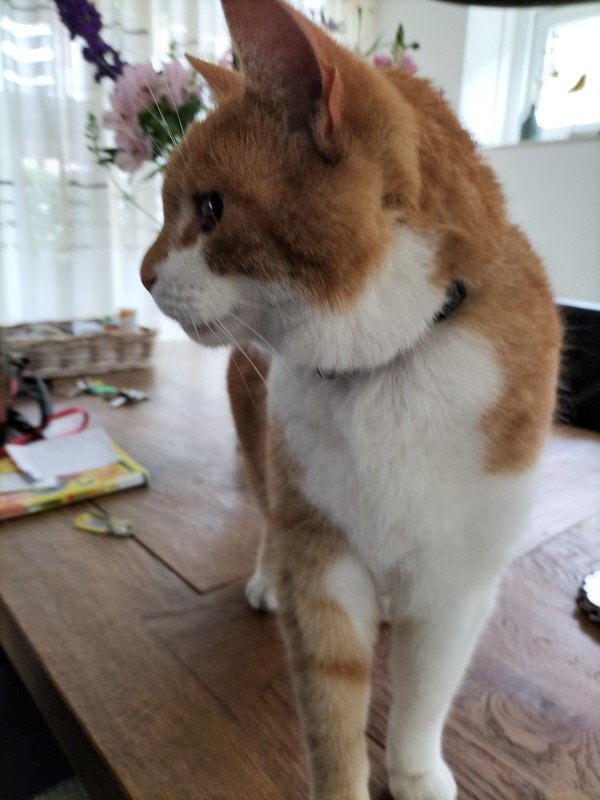 Boris