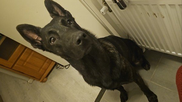 Jack