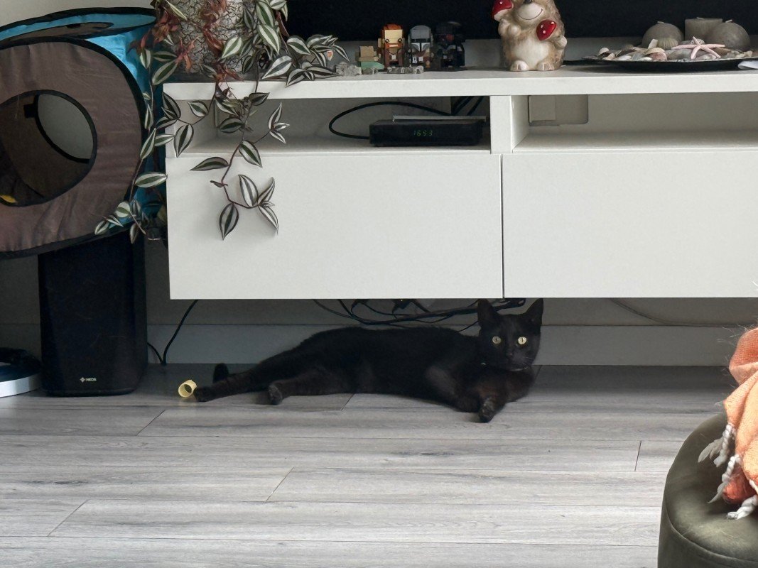 Ryo