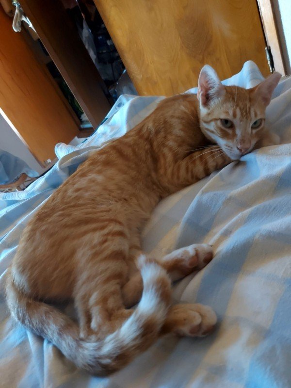 Rafael