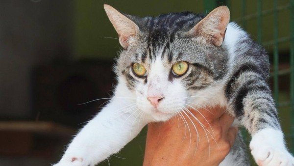 Manolo