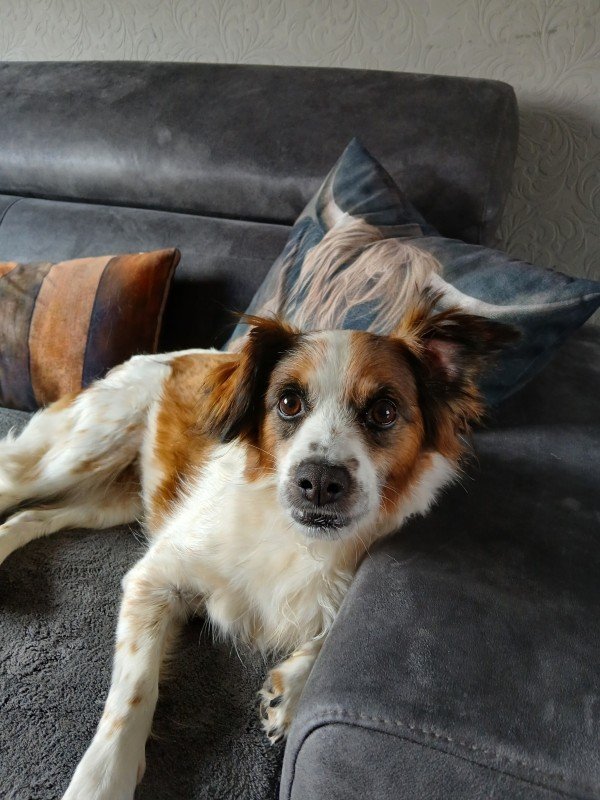 Buddy