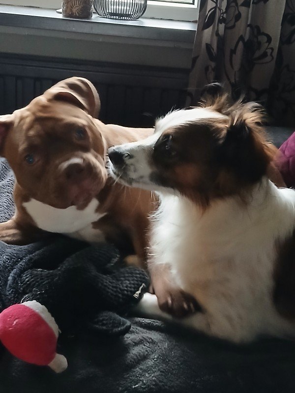 Buddy