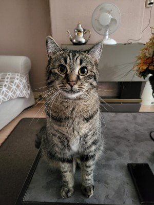 Tommie