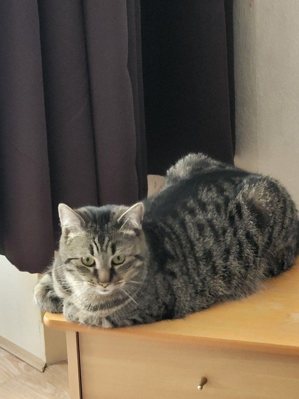 Tommie