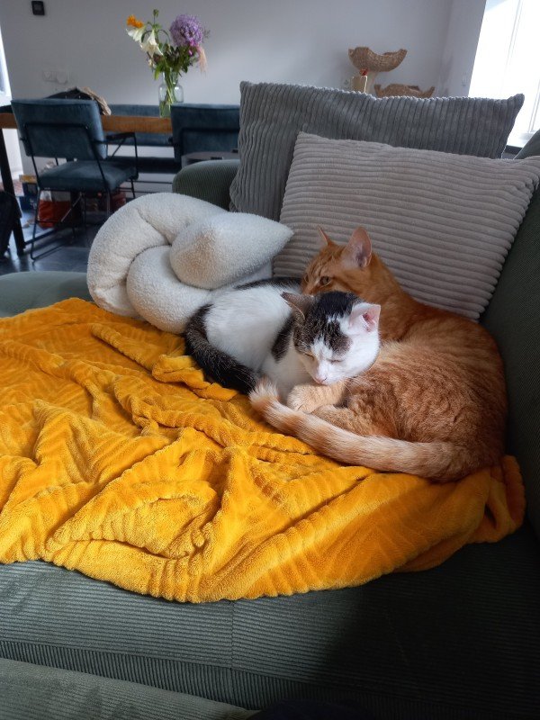 Milo