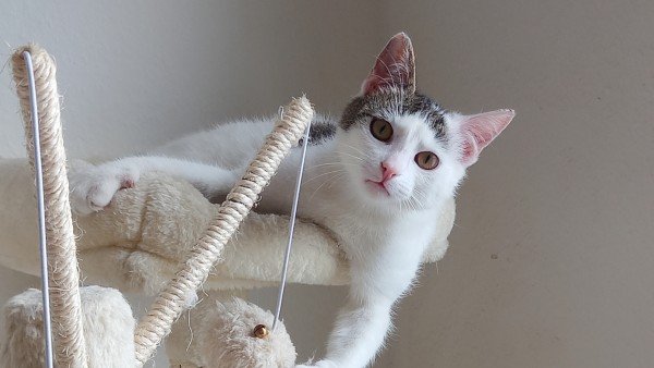 Milo