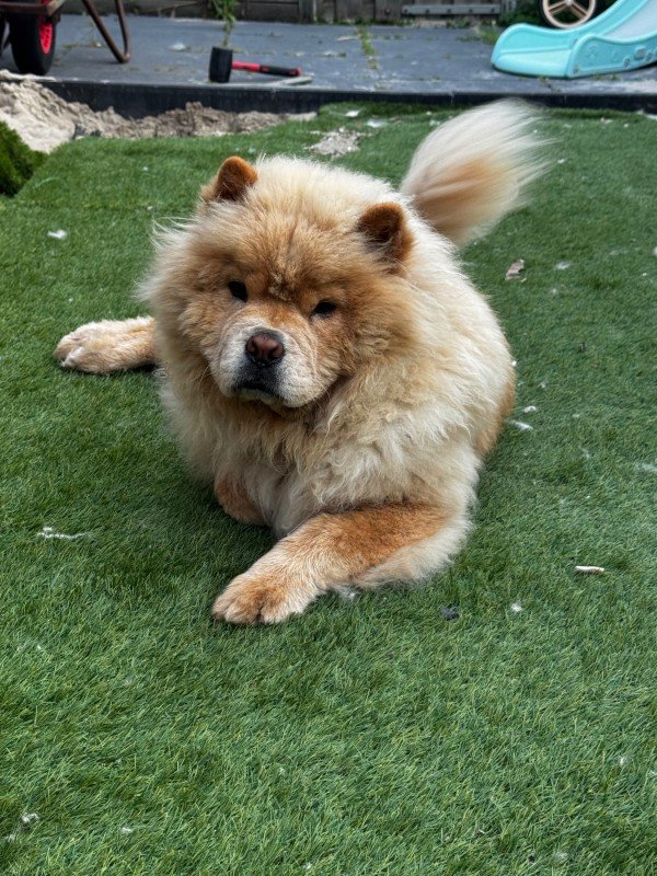 Bailey