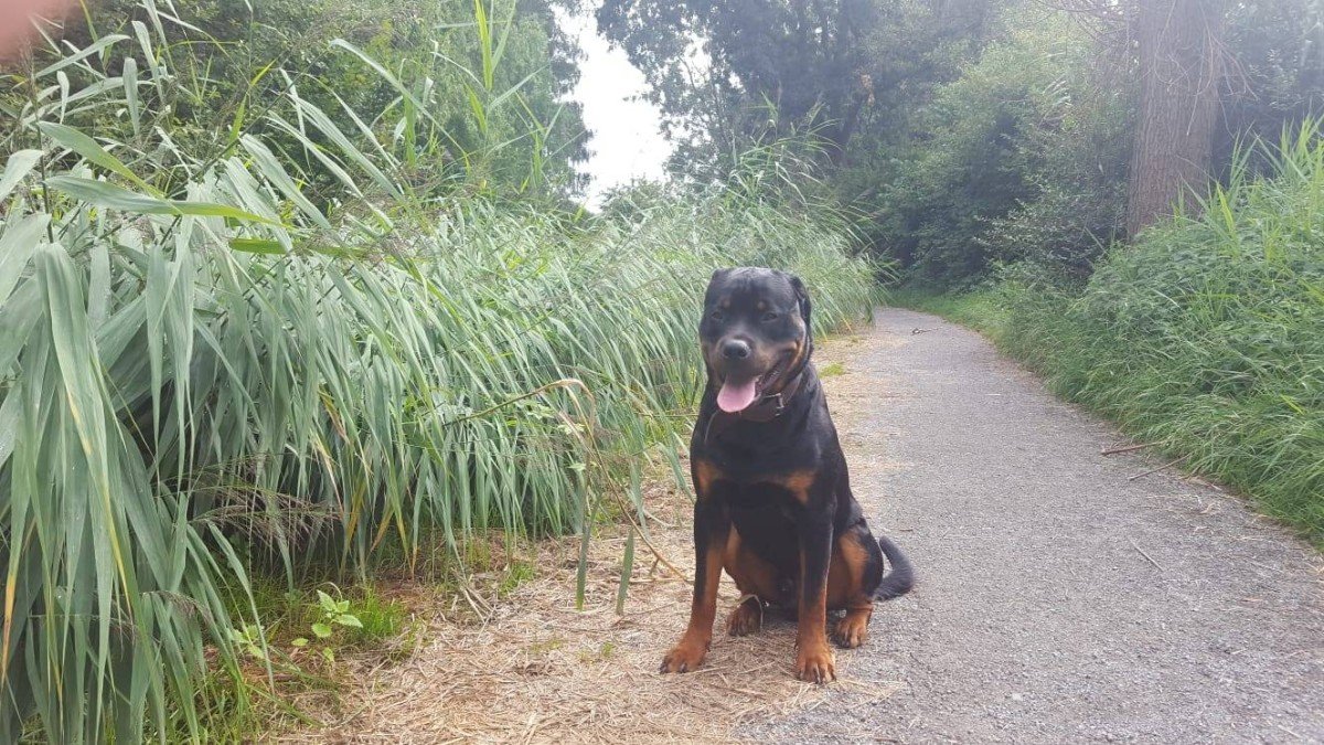 Rambo