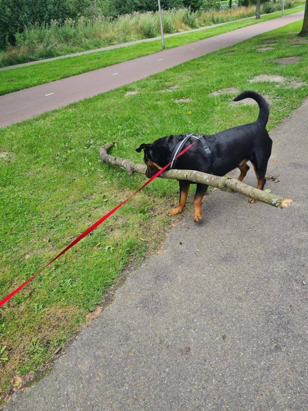 Rambo