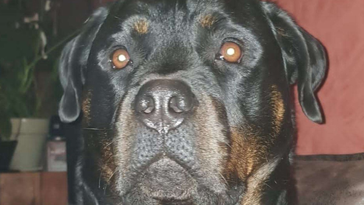 Rambo
