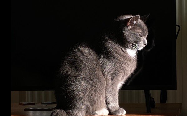 Ronja