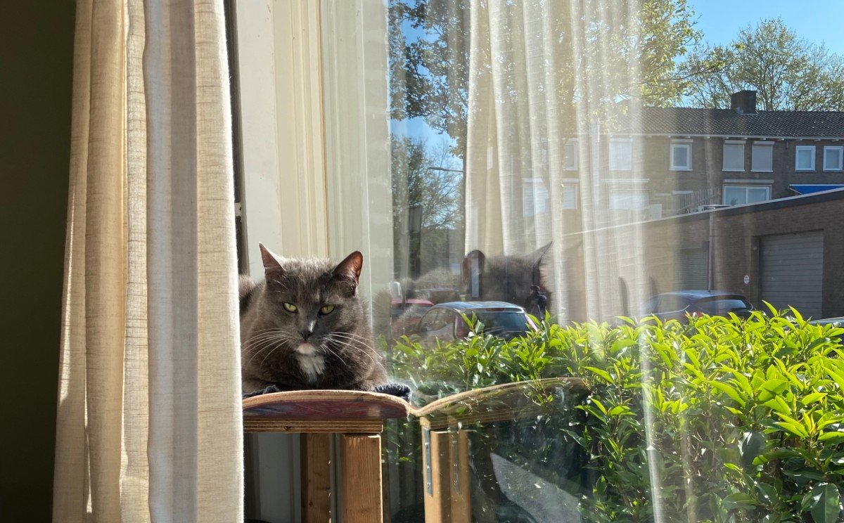 Ronja