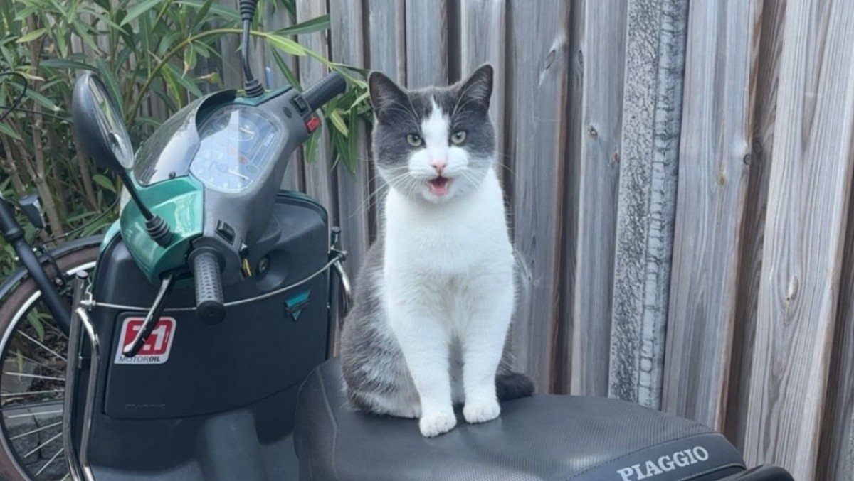Rambo