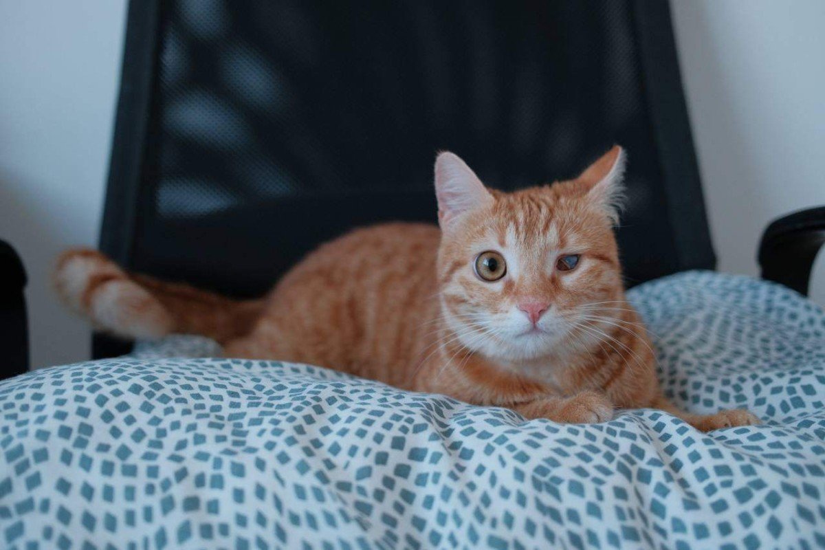 Merida