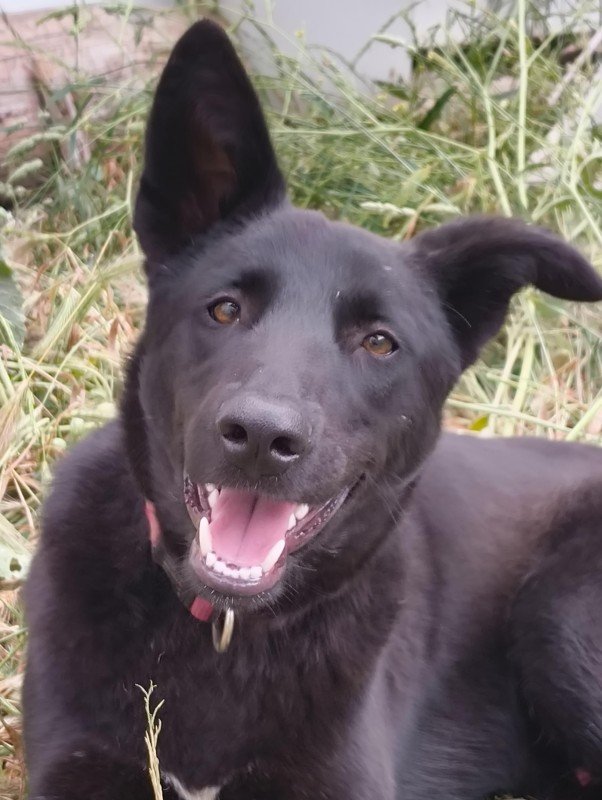 Max