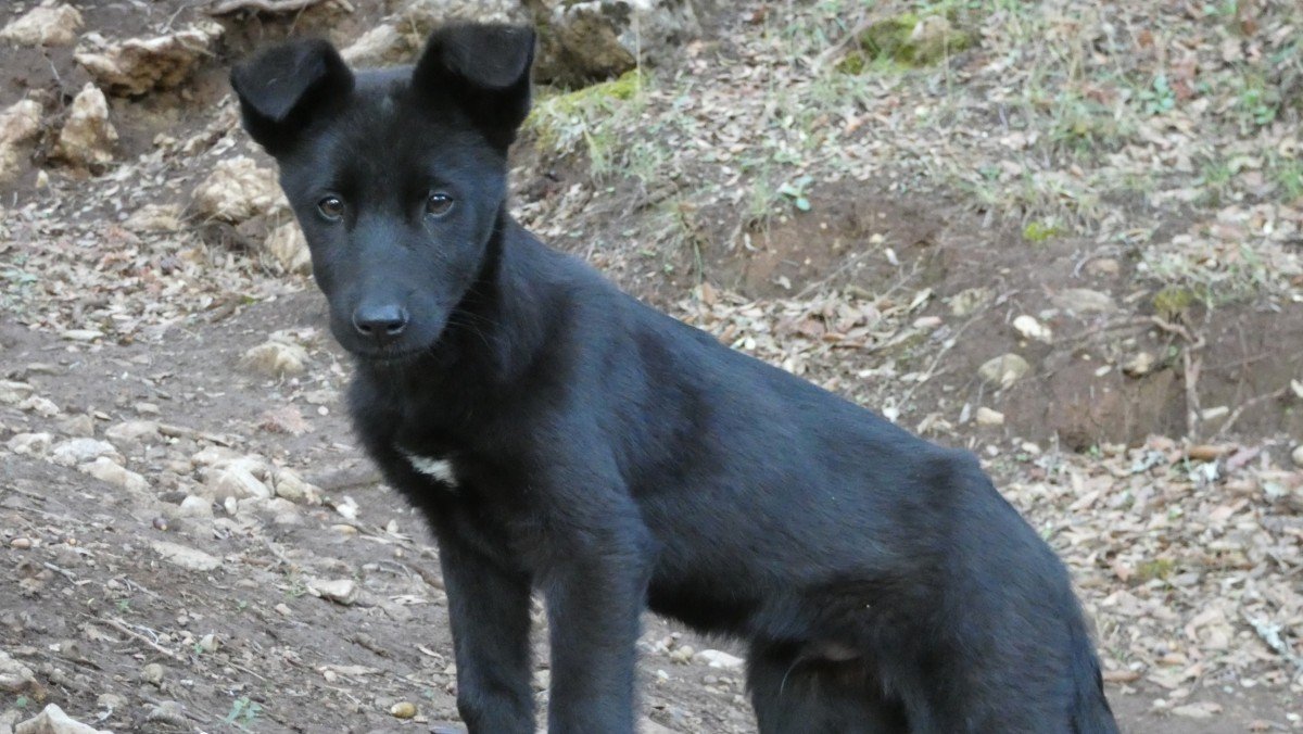 Max