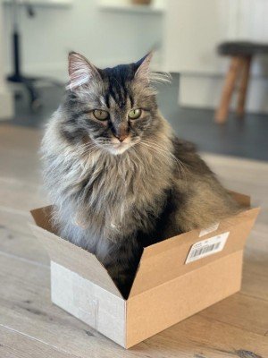 Tabby