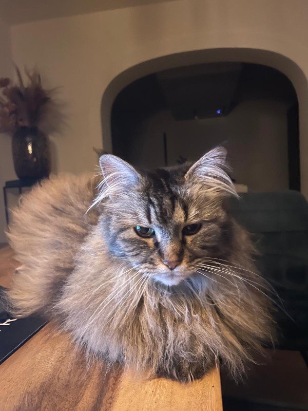 Tabby
