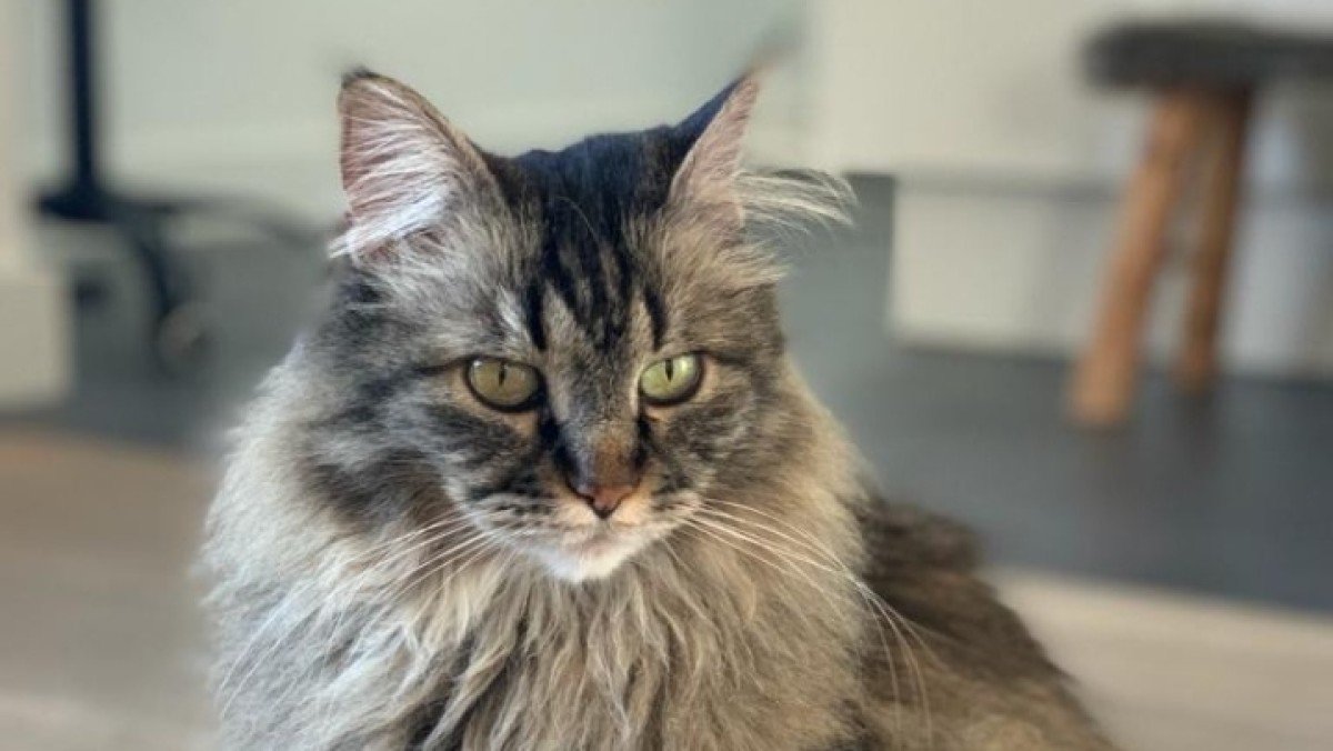 Tabby