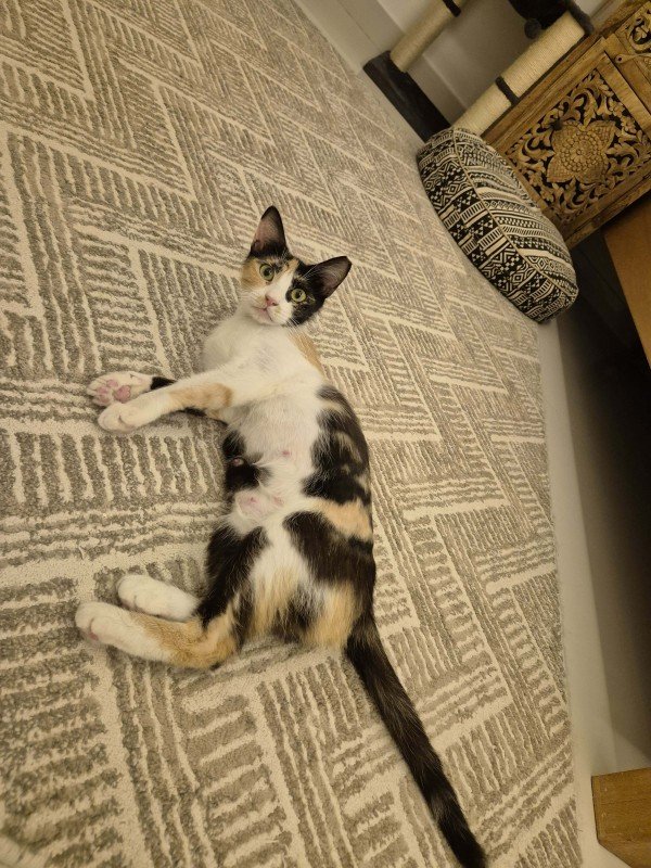 Wilma