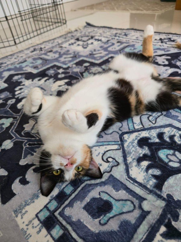 Wilma