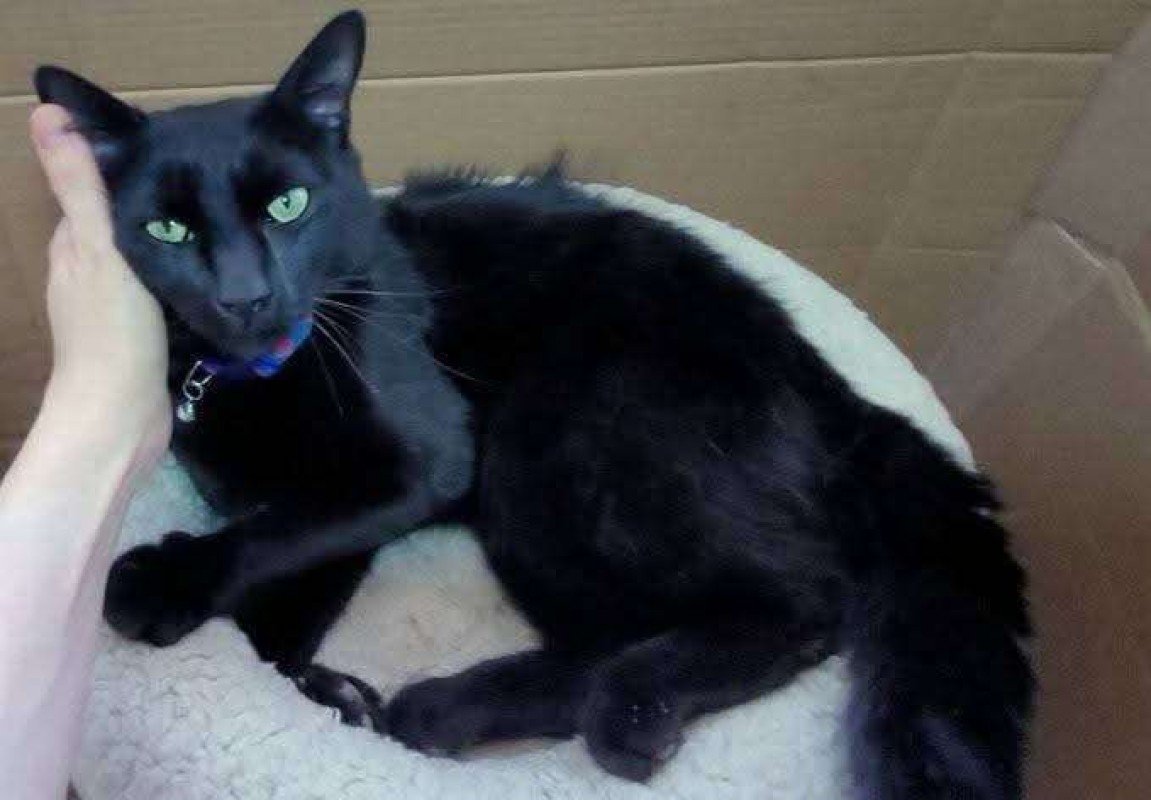 Merlin