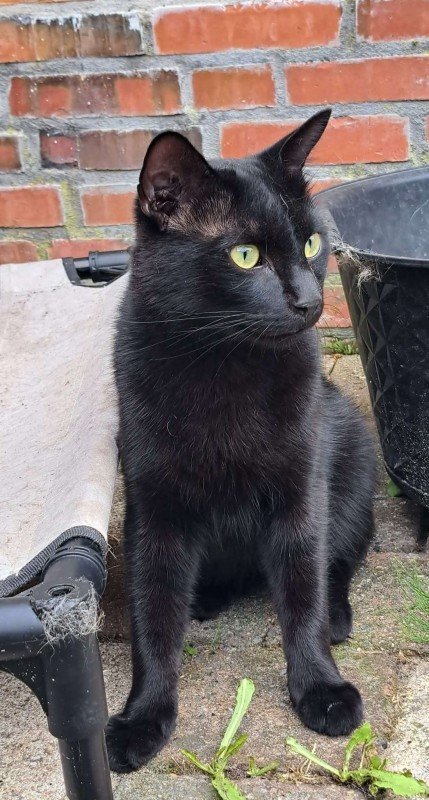 Merlin