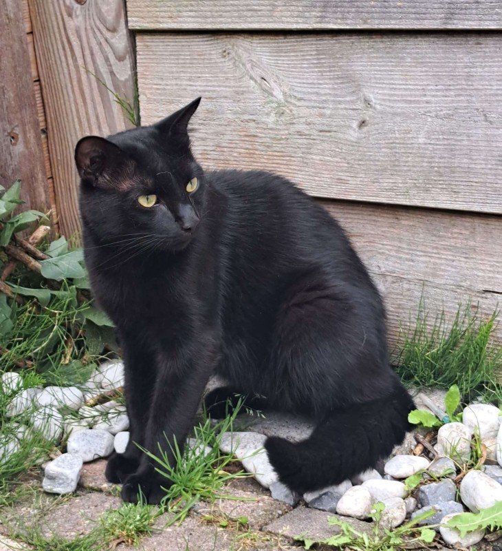 Merlin