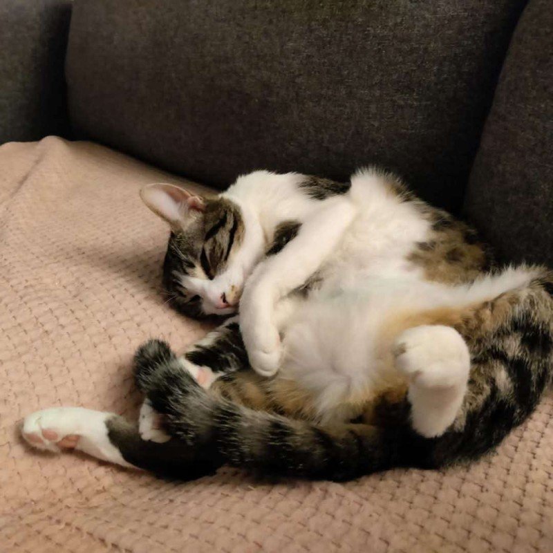 Gigi