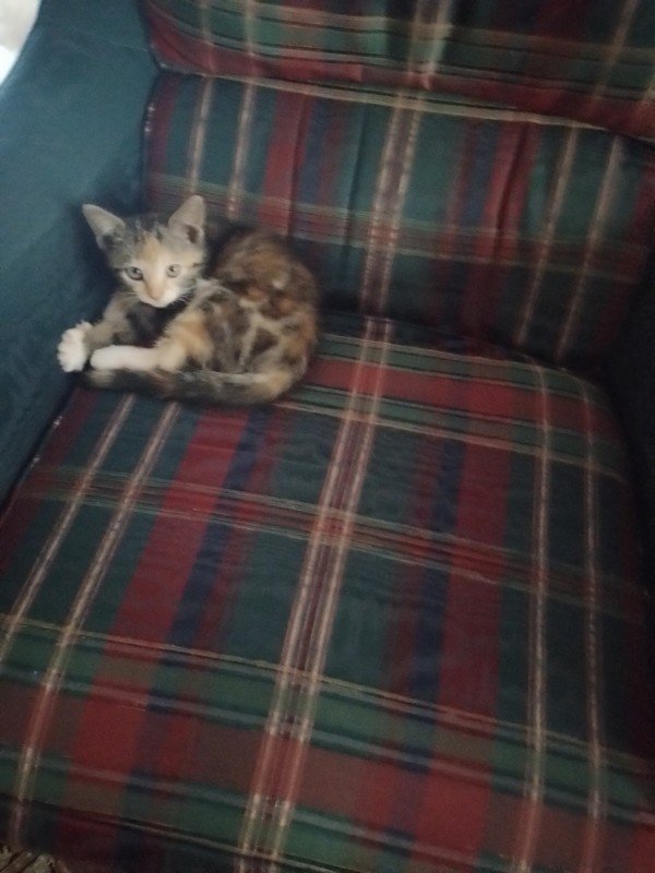 Coekie