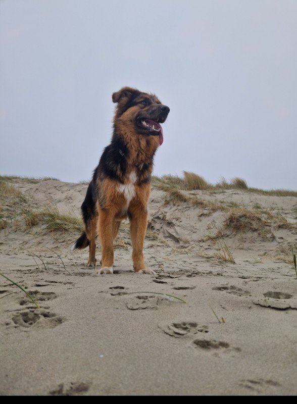Chase