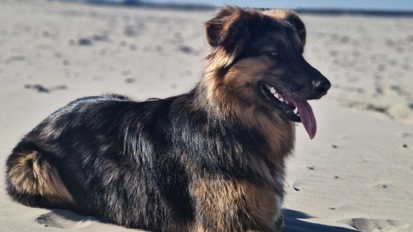 Chase