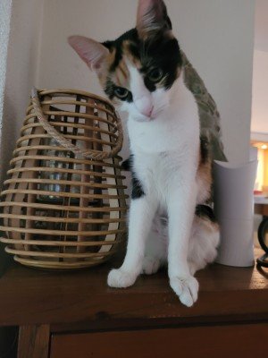 Findi