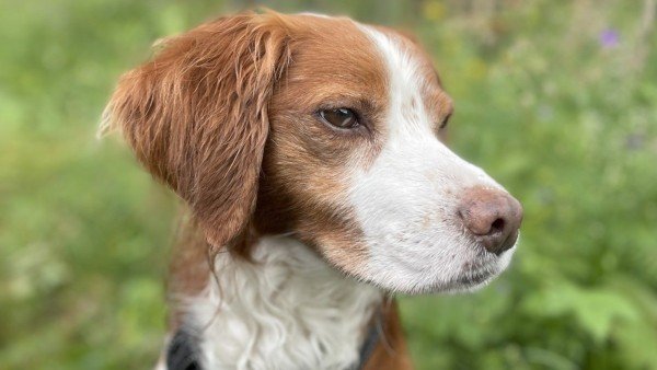 Juno
