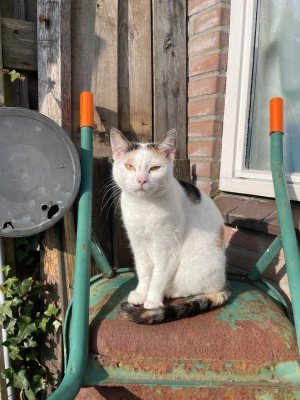 Lola