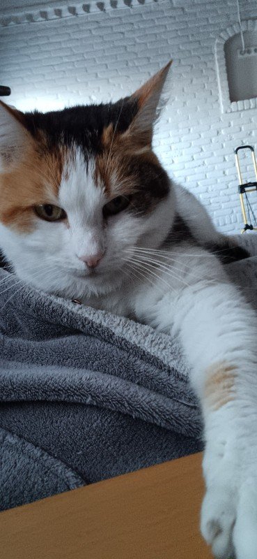 Stella