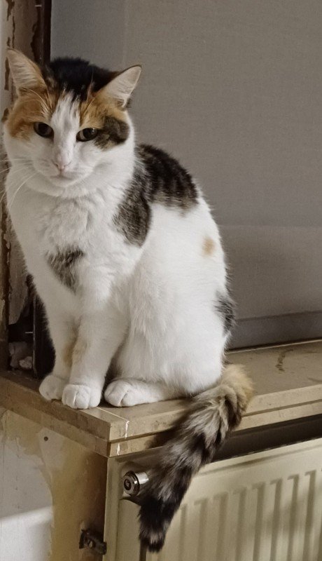 Stella
