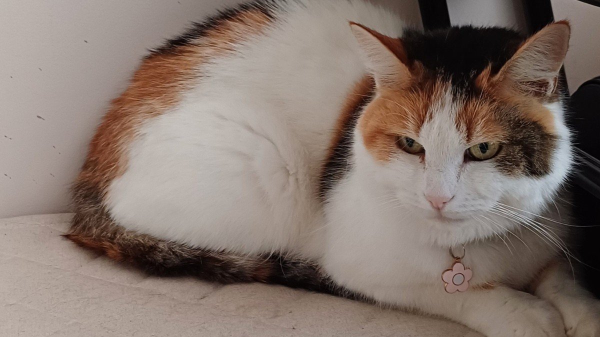 Stella