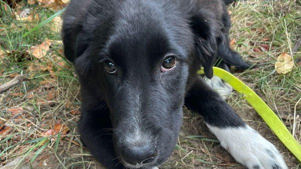 Merlin