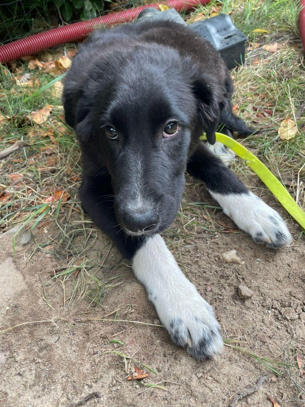 Merlin