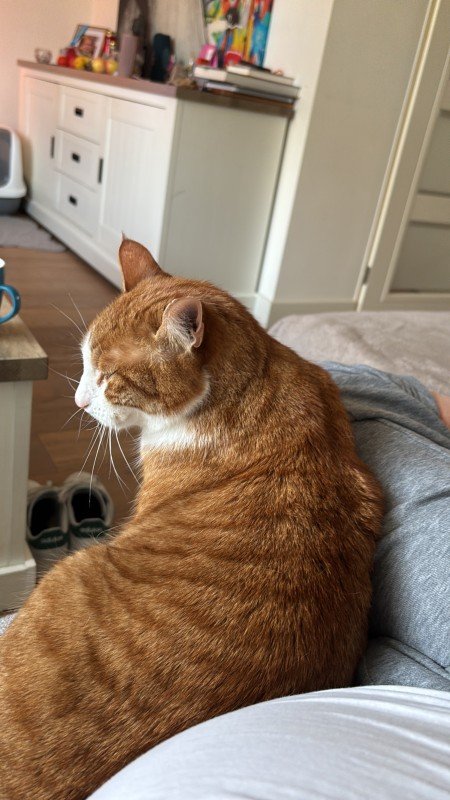 Joep